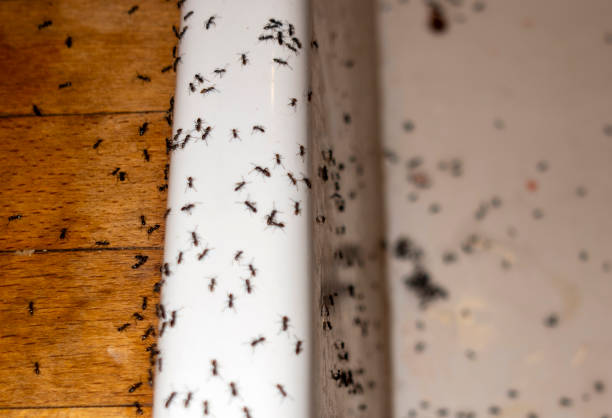 Best Mosquito Control Services  in Venersborg, WA